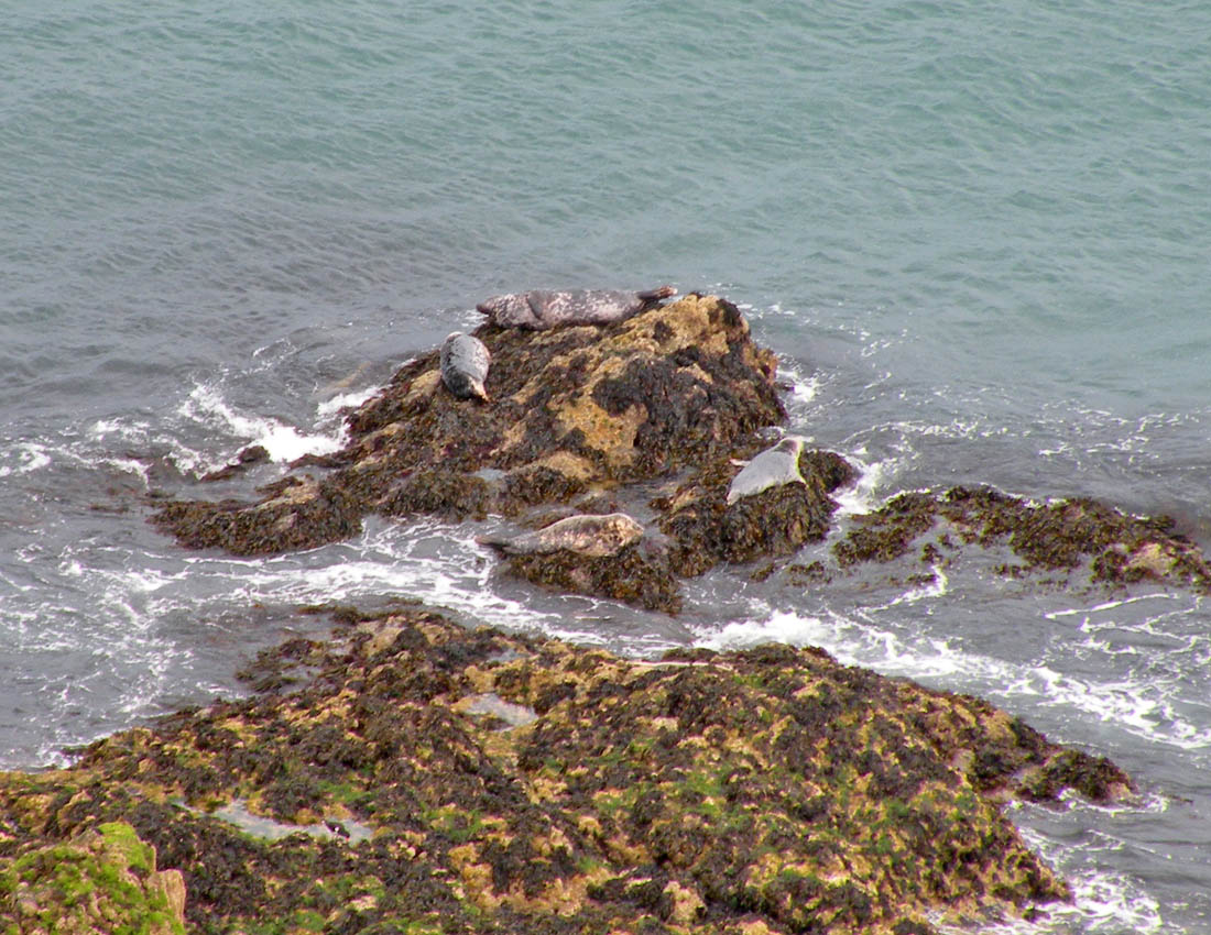 Gita all''isola di Skomer (Galles)